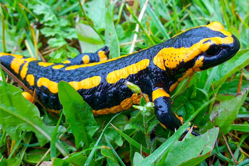 REGION. Trwają gody u salamander. Czy płazy te są groźne?