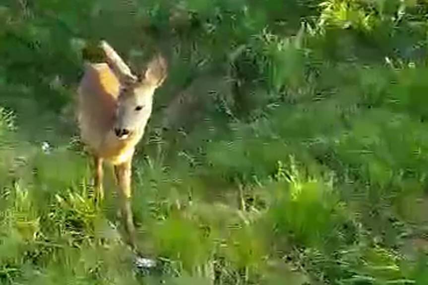 Spotkanie z sarenką w Krośnie
