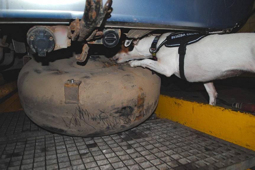 REGION. W Korczowej wpadł przemytnik bursztynu