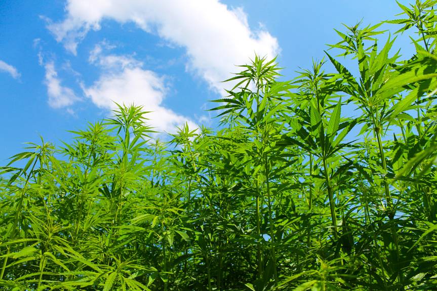 Plantacja konopi indyjskich na polu kukurydzy