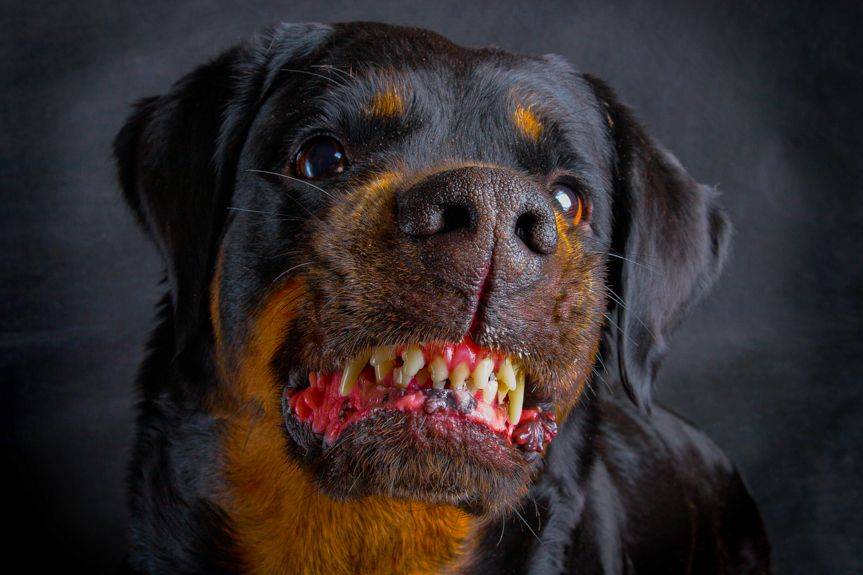 REGION. Pies pogryzł dwóch chłopców