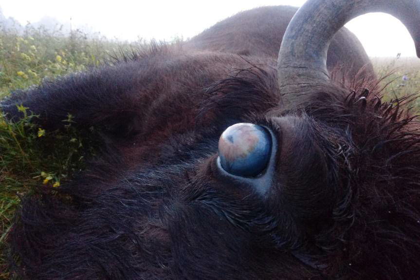 REGION. Bieszczadzkie żubry cierpią od telazjozy 