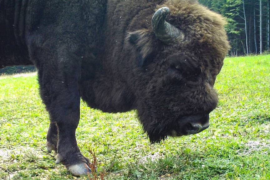 REGION. Bieszczadzkie żubry cierpią od telazjozy 