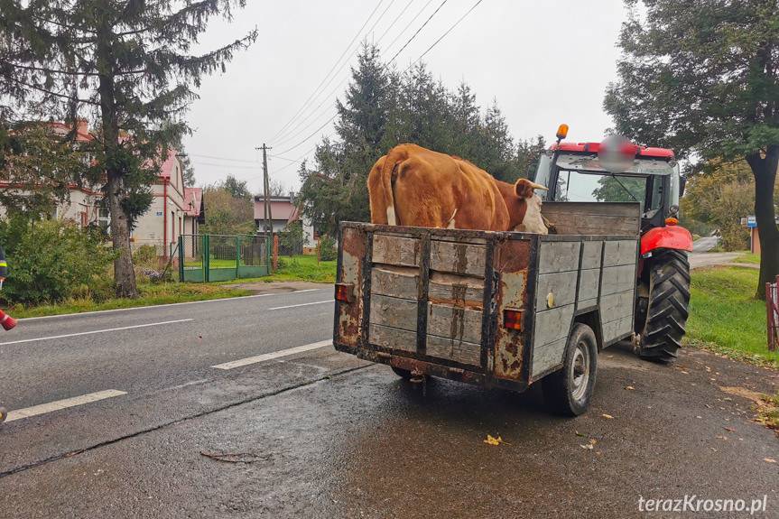 REGION. Zderzenie osobówki z krową