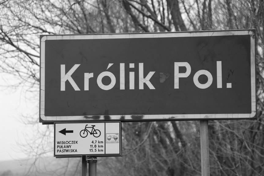 Królik Polski. Ciało mężczyzny w rzece