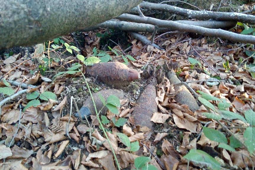 REGION. Granaty w lesie