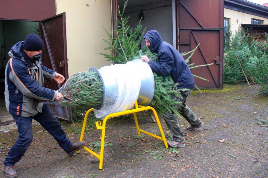 Kup choinkę z lasu