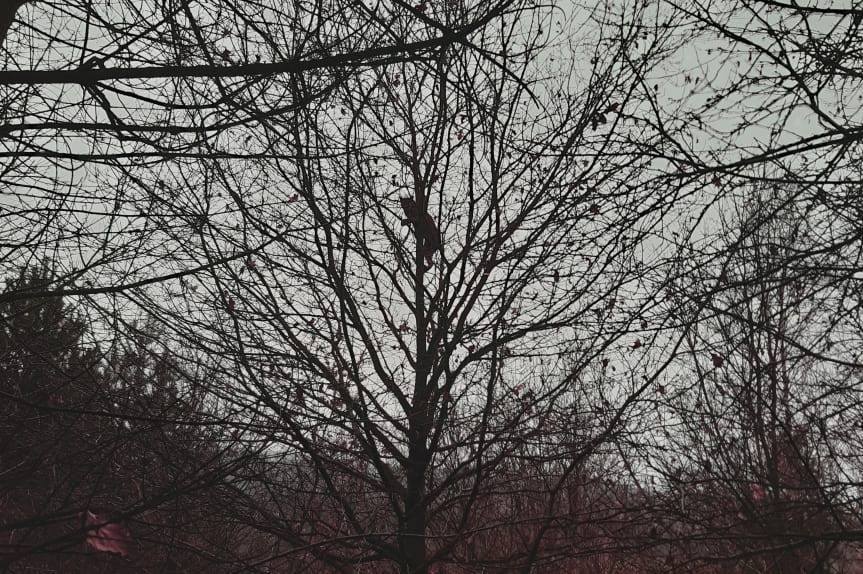 REGION. Ryś uciekł przed leśniczym na drzewo