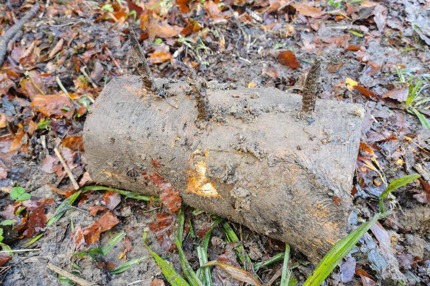REGION. Zabójcze kolce na leśnym szlaku
