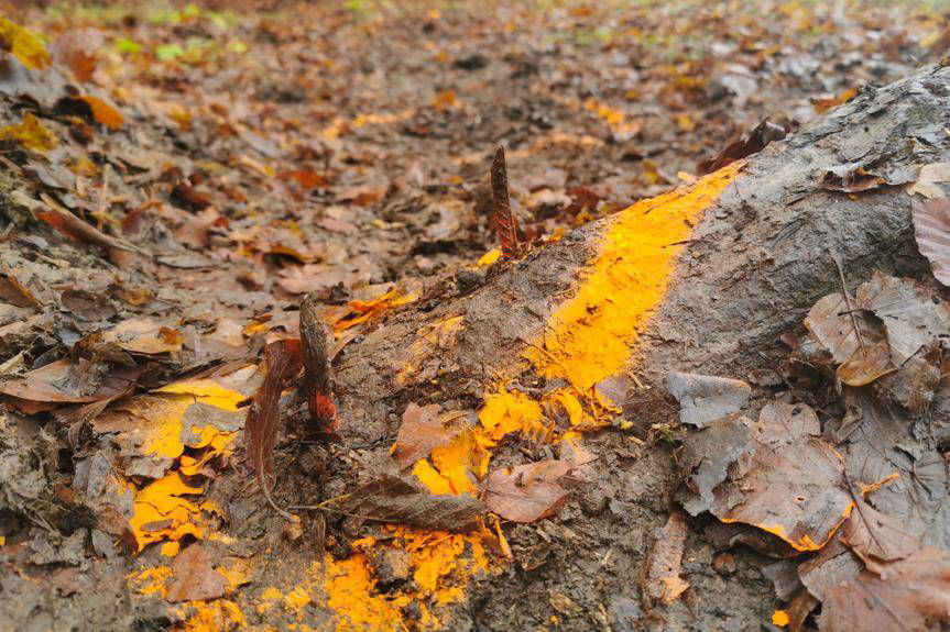 REGION. Zabójcze kolce na leśnym szlaku