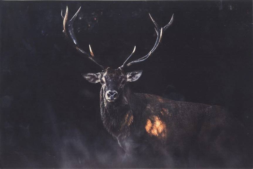 Zrób leśne zdjęcie. Na zwycięzców czekają cenne nagrody