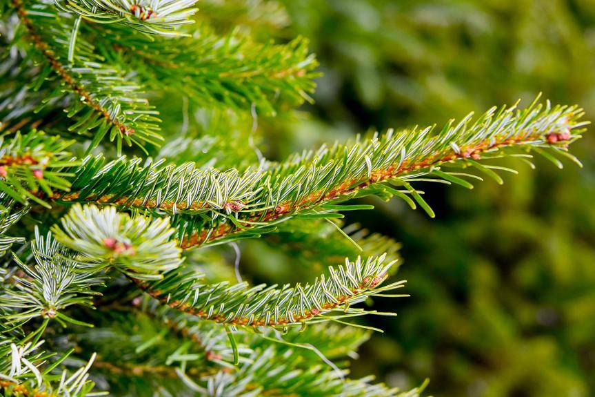 Oddaj choinkę do elektrociepłowni