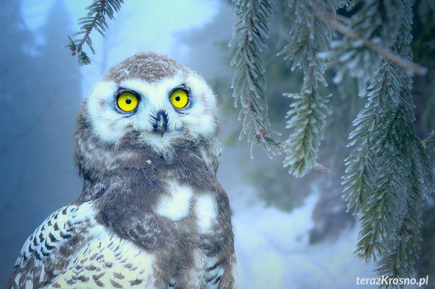 Ostrzeżenie przed śnieżycami w Krośnie i powiecie krośnieńskim