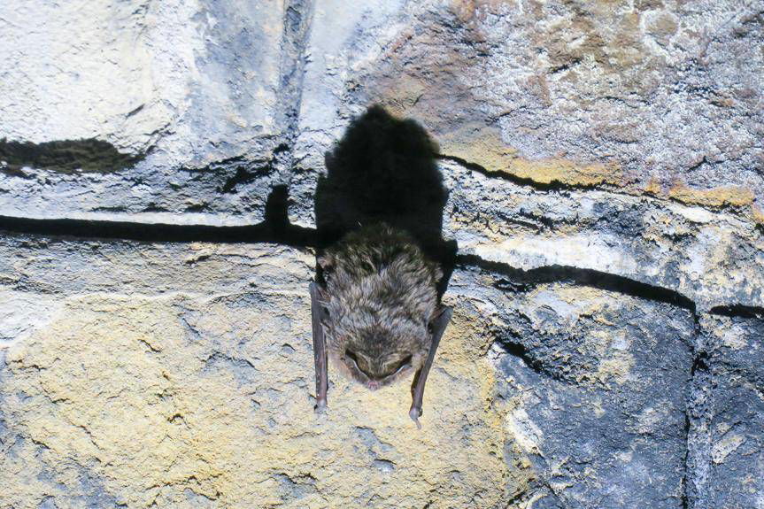 REGION. Liczą nietoperze w sztolniach