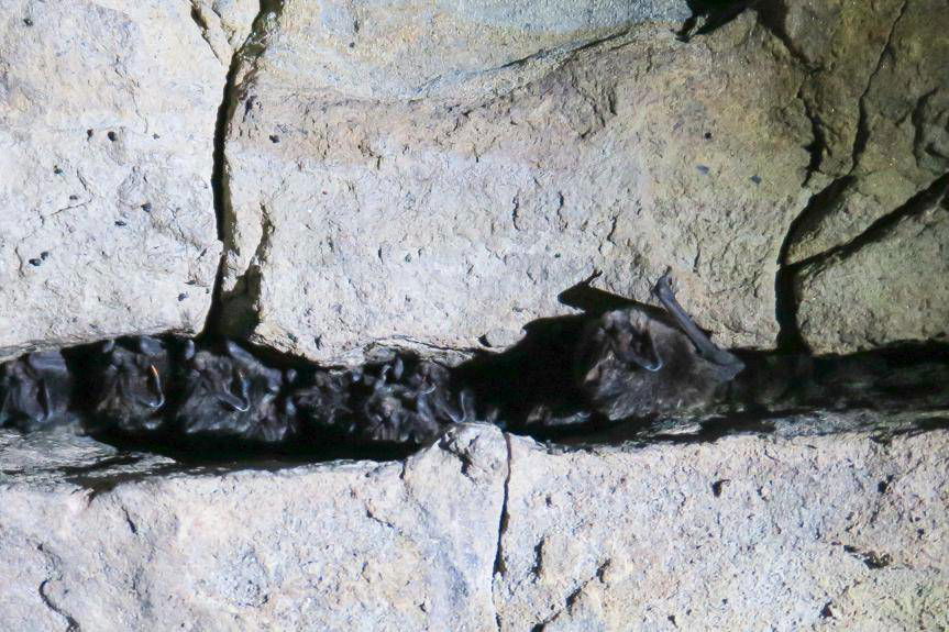 REGION. Liczą nietoperze w sztolniach