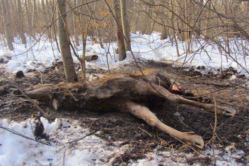 REGION. Jeleń z odciętym porożem. Leśnicy namierzyli kłusownika