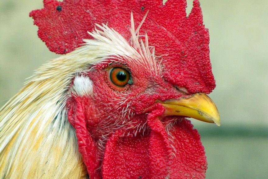 REGION. Ptasia grypa coraz bliżej