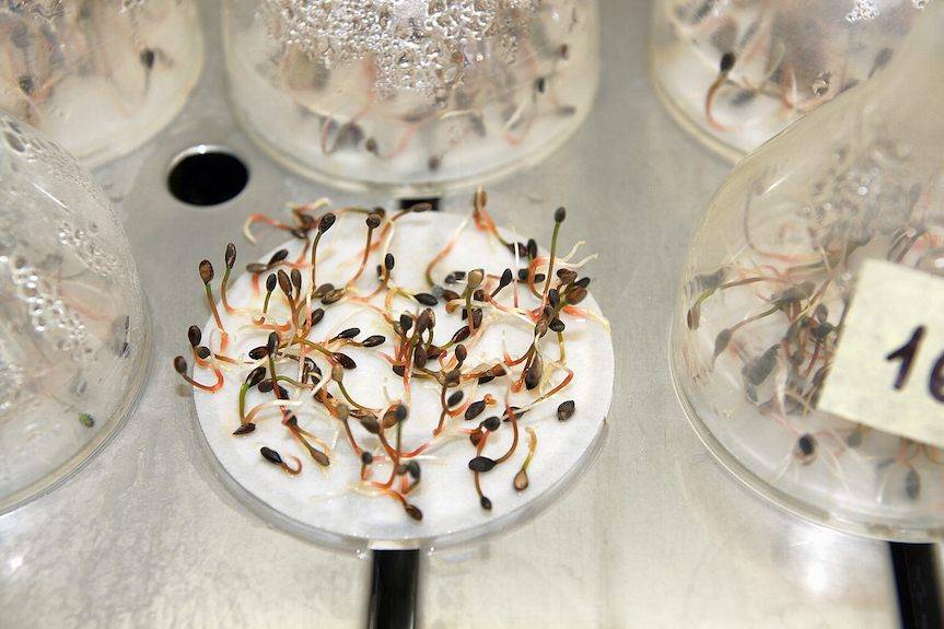 W Równem budzą nasiona ze snu