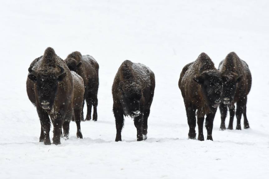 REGION. Ile żubrów żyje w Bieszczadach?