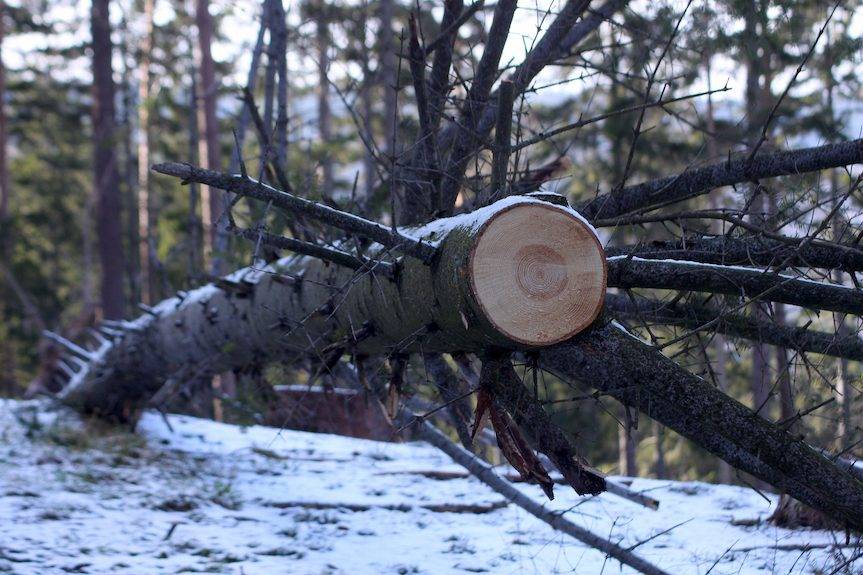 REGION. Tragedia w lesie, nie żyje 51-latek przygnieciony przez drzewo