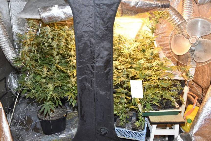 REGION. Jechał po narkotykach, wpadł przez pasy. W domu miał plantację