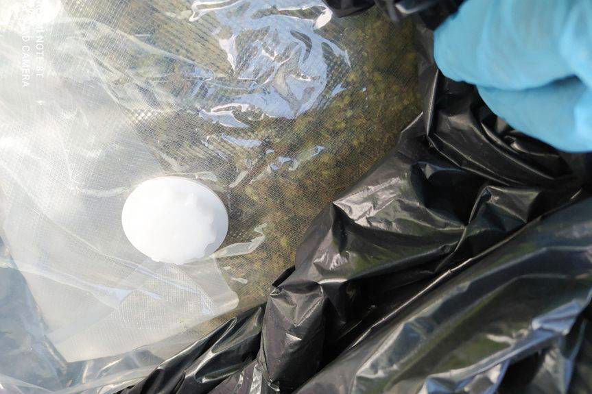 REGION. 32-latek wpadł z 2,5 kg marihuany