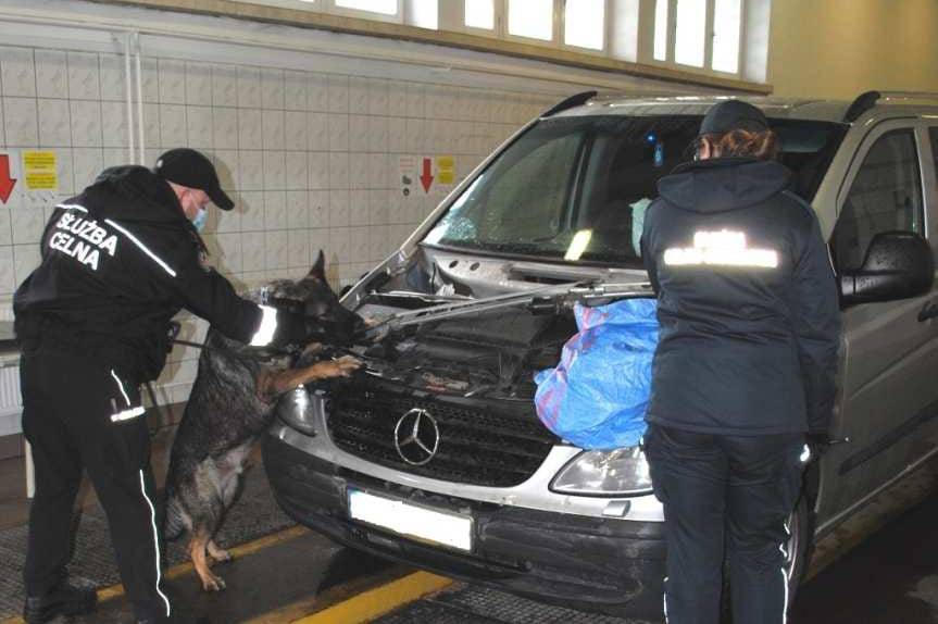 REGION. Niezawodny nos Arisa