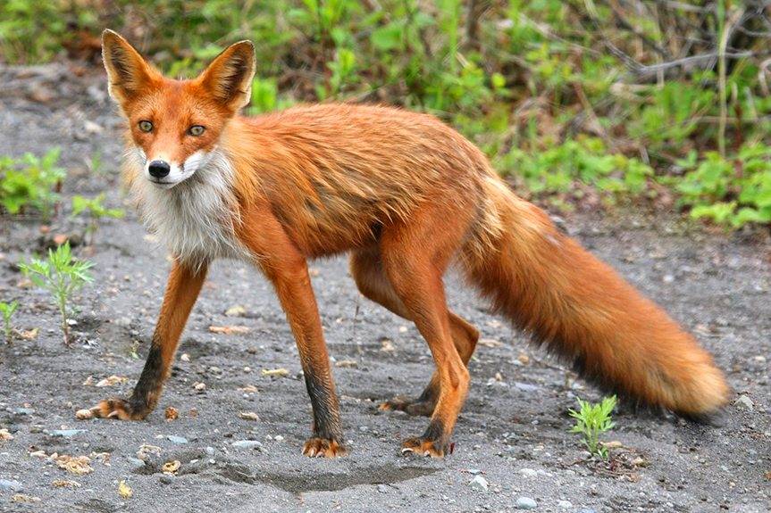 Będą szczepić lisy