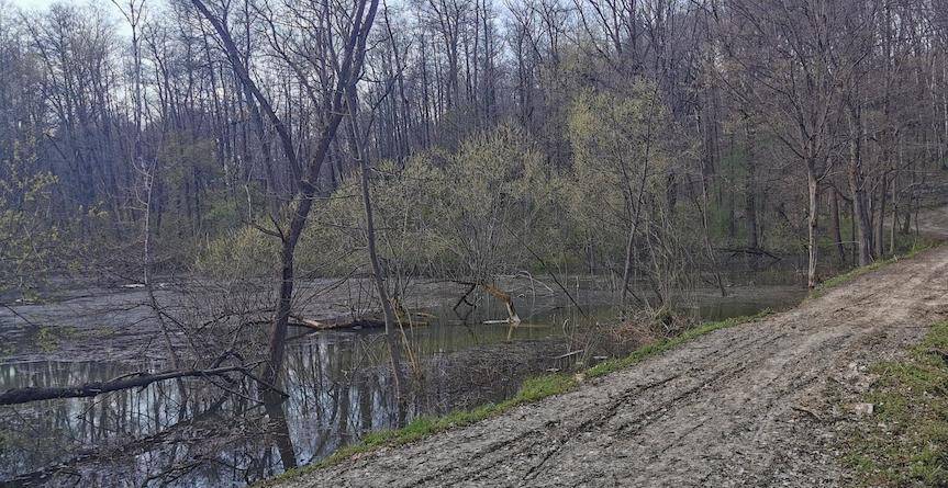 W Lesie Potockim odtworzyli dawny staw