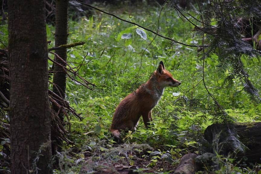 Uwaga. Trwa akcja szczepienia lisów
