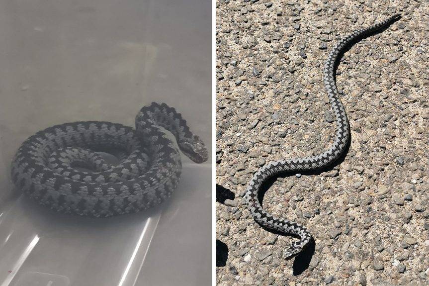 Jadowita żmija złapana w Rymanowie-Zdroju