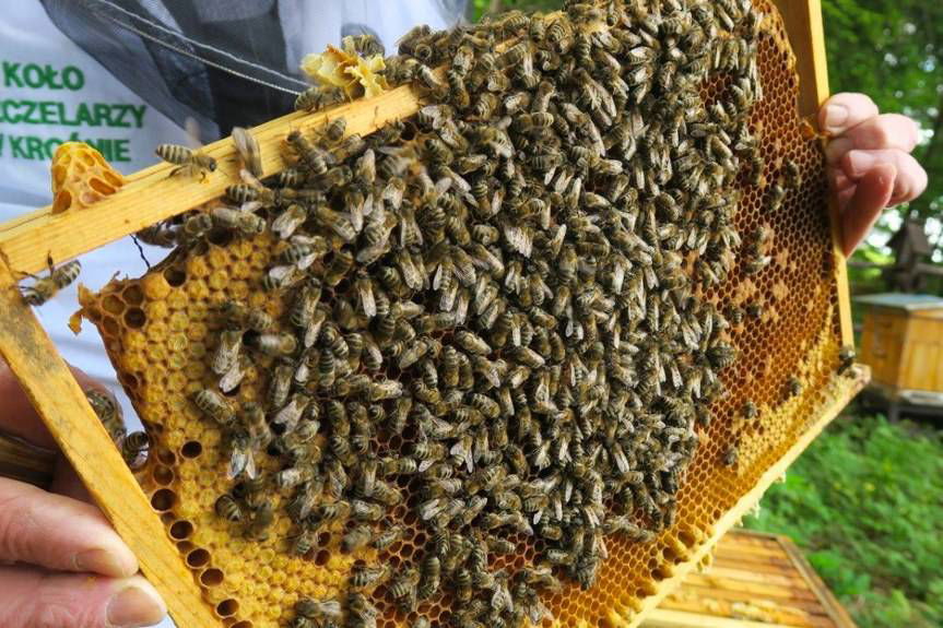 W "lesie pszczelarskim" świętowali Dzień Pszczół