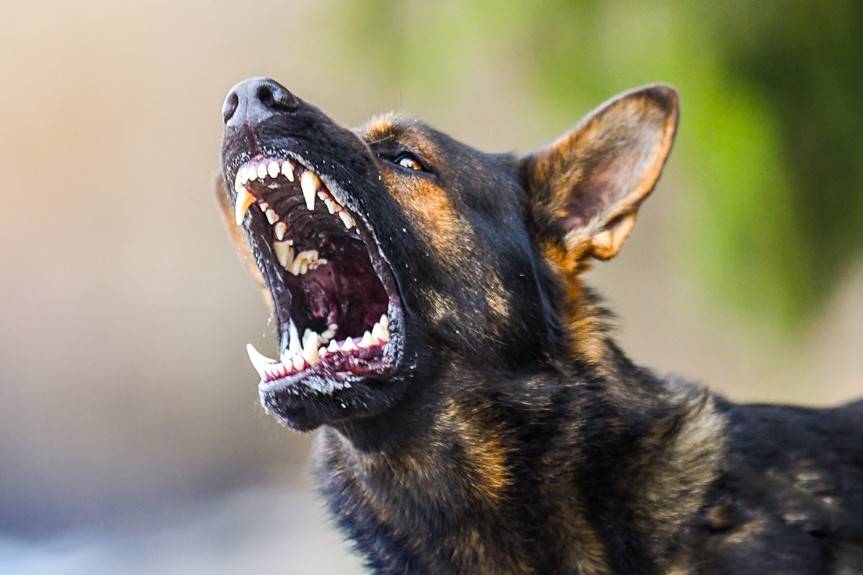 Atak psów. Straty na kilka tysięcy złotych