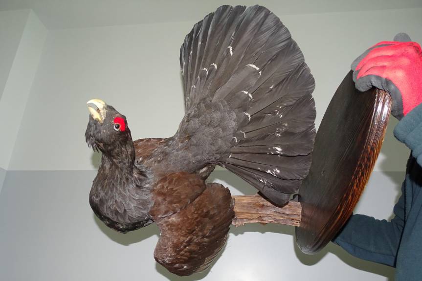 REGION. Chciał przemycić głuszca do Polski