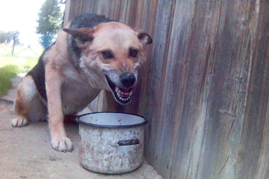 Kobieta podejrzana o znęcanie się nad zwierzętami