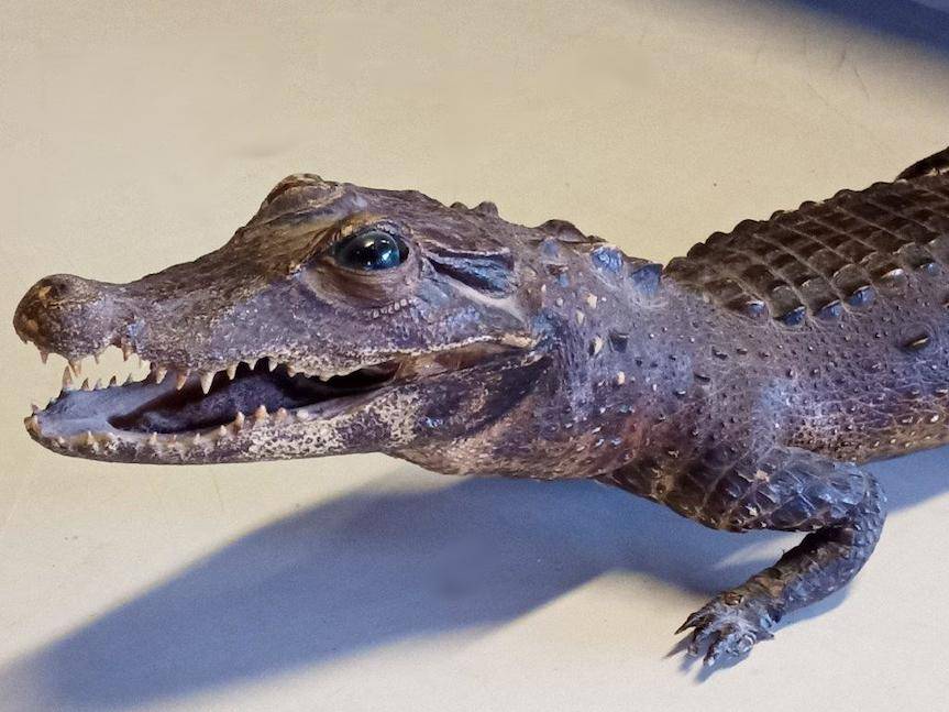 REGION. Krokodyl na granicy