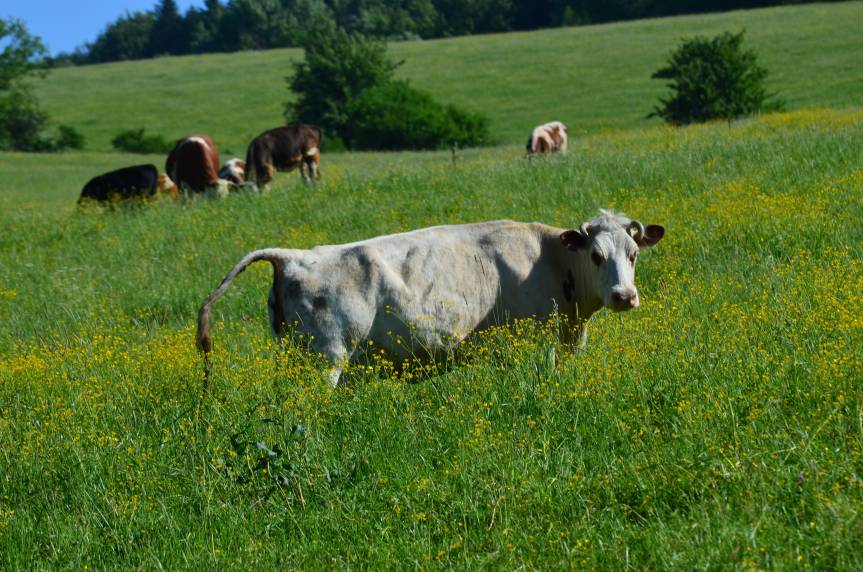 Gminy z powiatu krośnieńskiego bez rządowego wsparcia 
