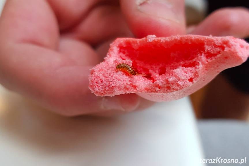 Robaki w dodatku do lodów 