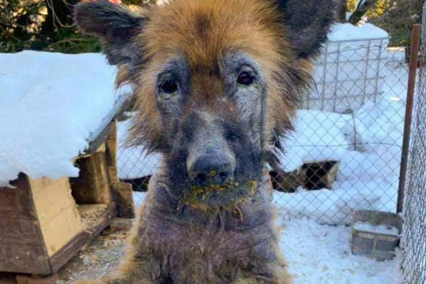 Oskarżony o znęcanie się nad psem