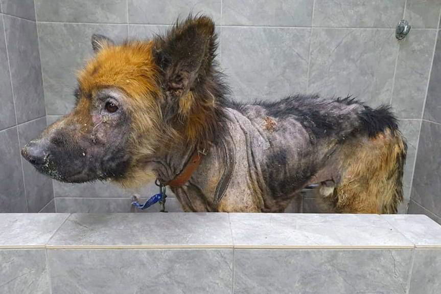 Oskarżony o znęcanie się nad psem