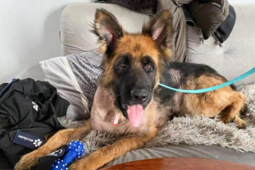 Oskarżony o znęcanie się nad psem