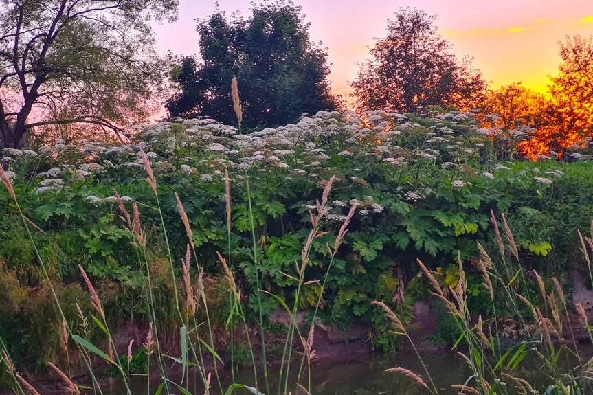 Barszcz Sosnowskiego w Jedliczu. Interwencja Czytelnika