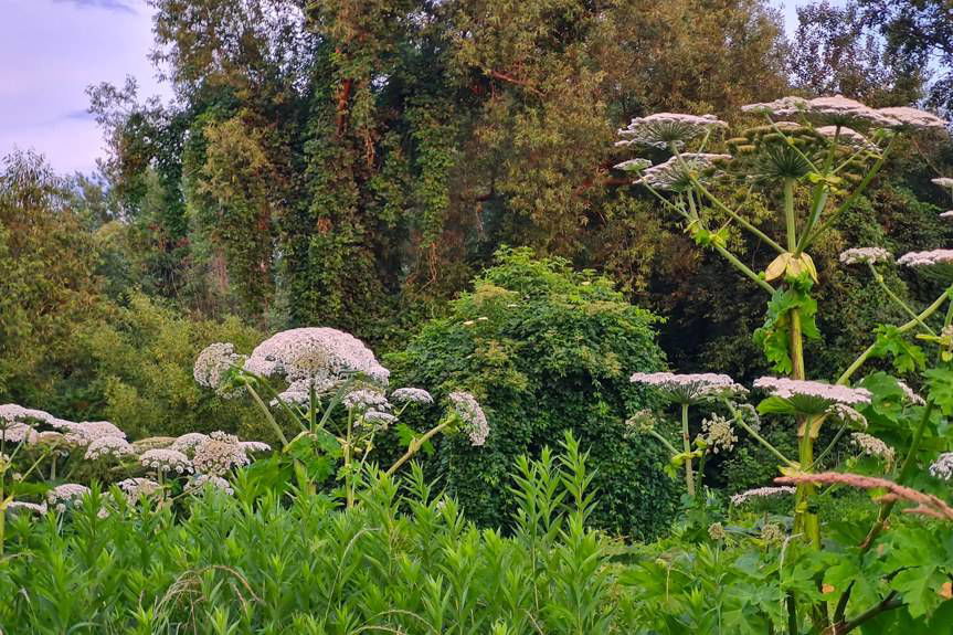 Barszcz Sosnowskiego w Jedliczu. Interwencja Czytelnika