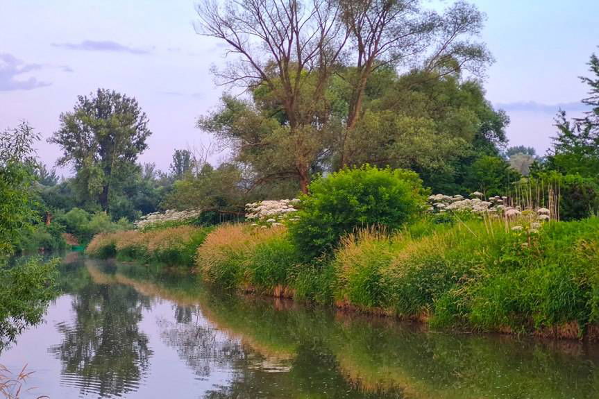 Barszcz Sosnowskiego w Jedliczu. Interwencja Czytelnika