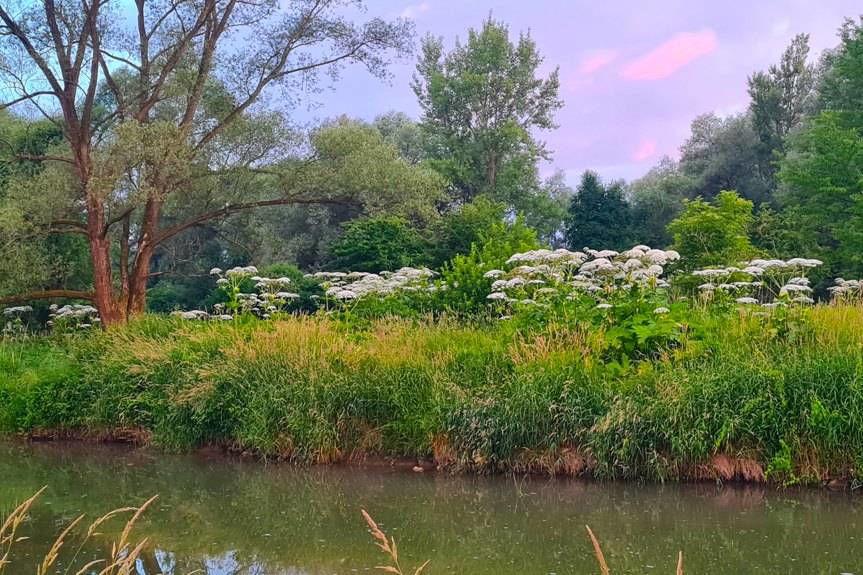 Barszcz Sosnowskiego w Jedliczu. Interwencja Czytelnika