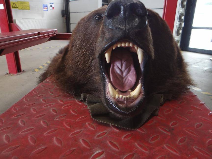 REGION. Niedźwiedź w bagażu na granicy