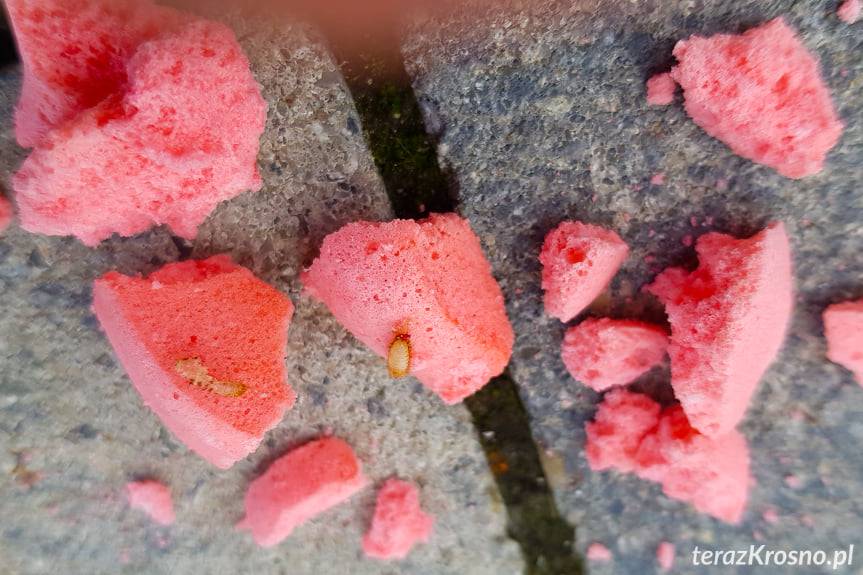 Robaki w dodatku do lodów. Sanepid odpowiada