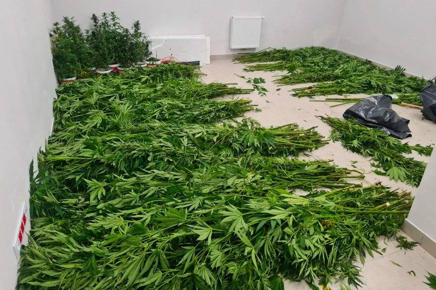 REGION. Policjanci zlikwidowali plantacje konopi indyjskich