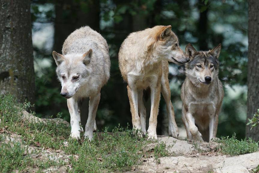 REGION. Ciąg dalszy sprawy wilków z Brzozowa