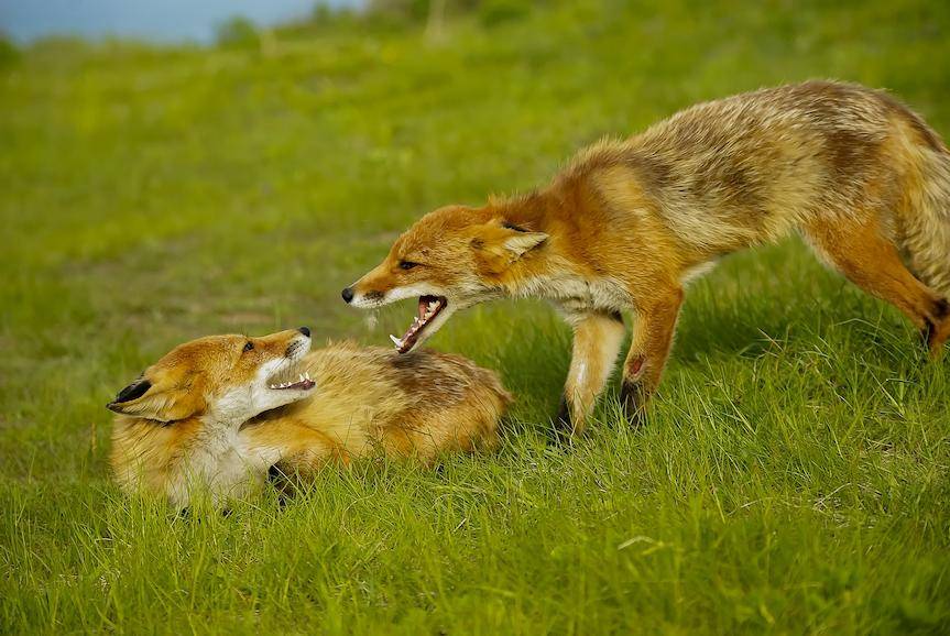 Akcja szczepienia lisów. Uwaga na szczepionki